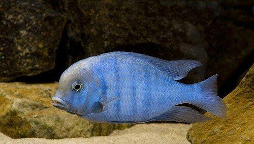 baliqlar 1 azn 1.50 az. unvan yeni yasamal.
limonnik
delfin
faer fiş
p