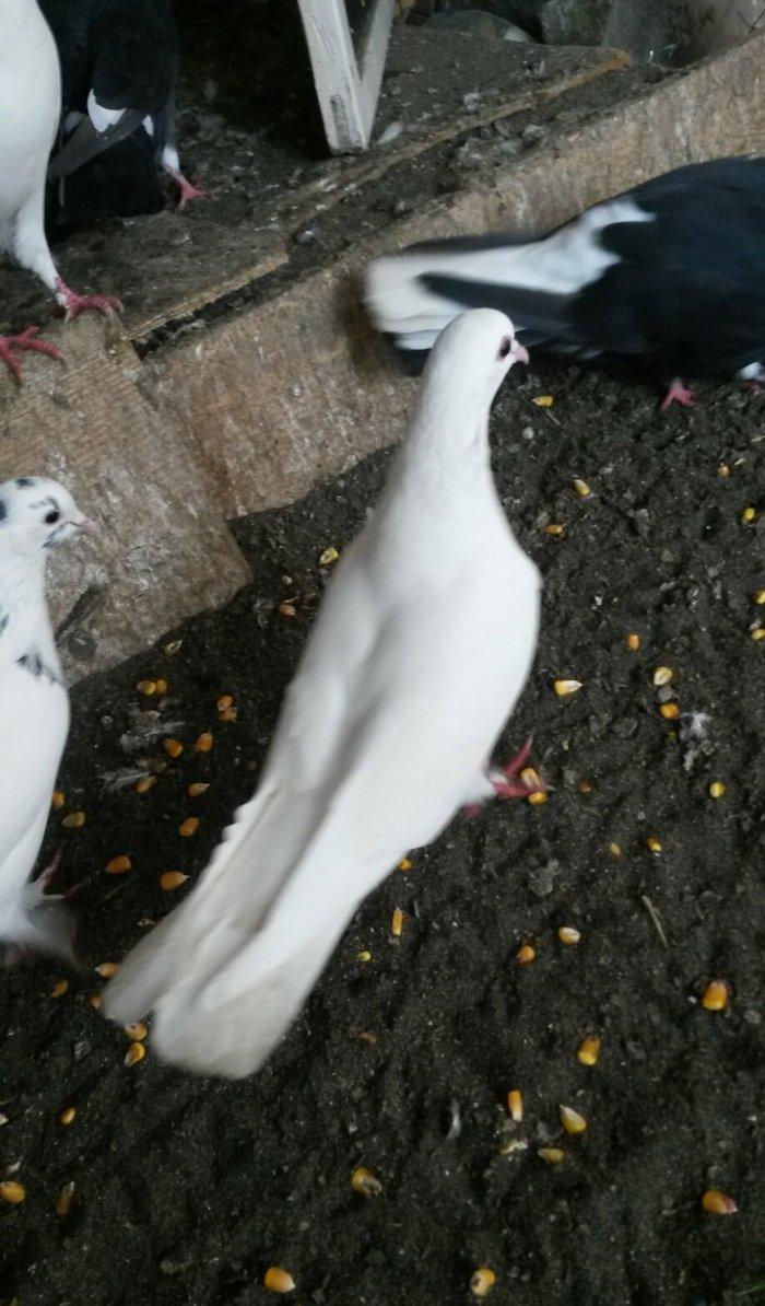 17/18tuk maya denizden tutulmadi real alıcı narahat etsin wp var  Baki