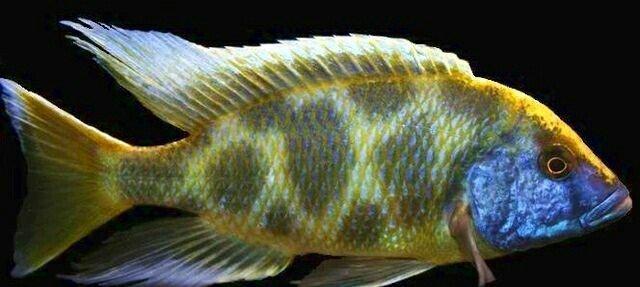 Boyuk olcude 3 eded leopard 1 erkek 2 maya 70 azn. Yeni yasamal