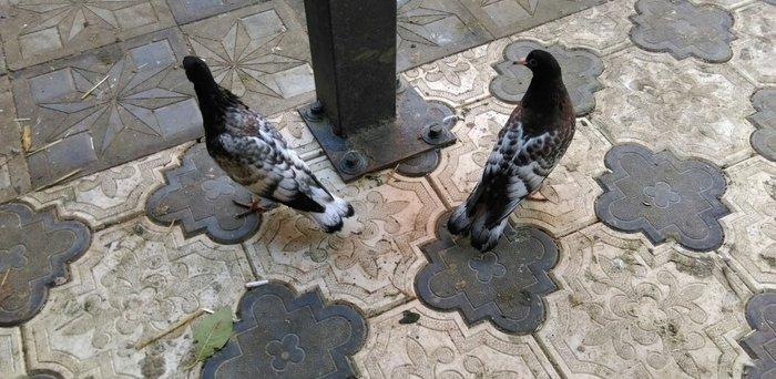 Qarabas 17. 16. Tuk qara xalcali keven quslar. Sekiller    10 gun once