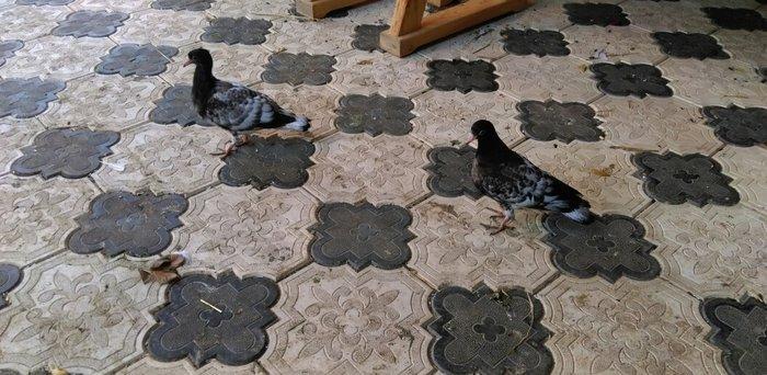 Qarabas 17. 16. Tuk qara xalcali keven quslar. Sekiller    10 gun once