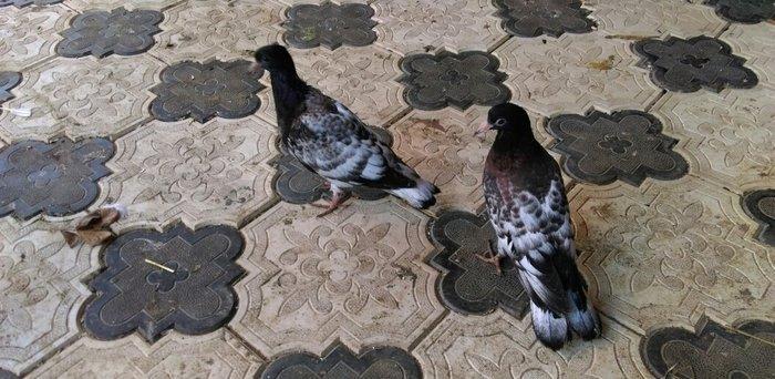 Qarabas 17. 16. Tuk qara xalcali keven quslar. Sekiller    10 gun once