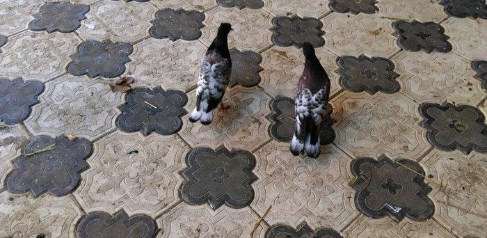 Qarabas 17. 16. Tuk qara xalcali keven quslar. Sekiller    10 gun once