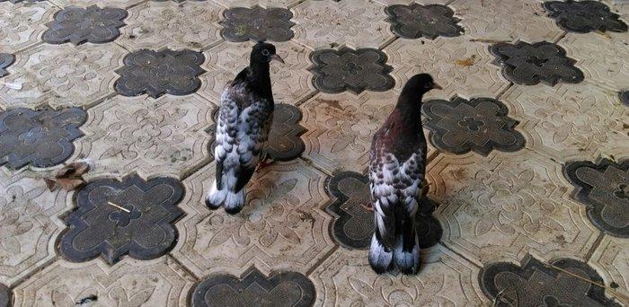 Qarabas 17. 16. Tuk qara xalcali keven quslar. Sekiller    10 gun once