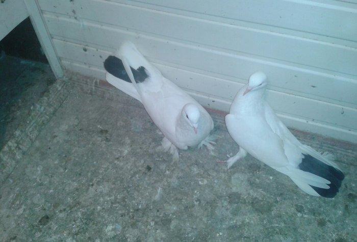 17 tukler cutduler yumurtaya qovur erkey badam lelek maya qalin dolag