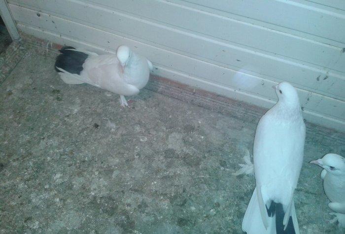 17 tukler cutduler yumurtaya qovur erkey badam lelek maya qalin dolag