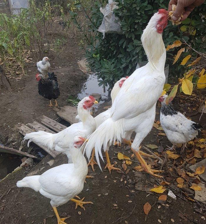 Ağ Şamo cinsi 8 aylıq heyrati becələr uc dənədi ikisi satilir real ali