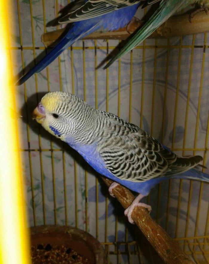 2 aylig cex papuqaylar satilir. 2 erkek qalib.super rengdediler tam sa