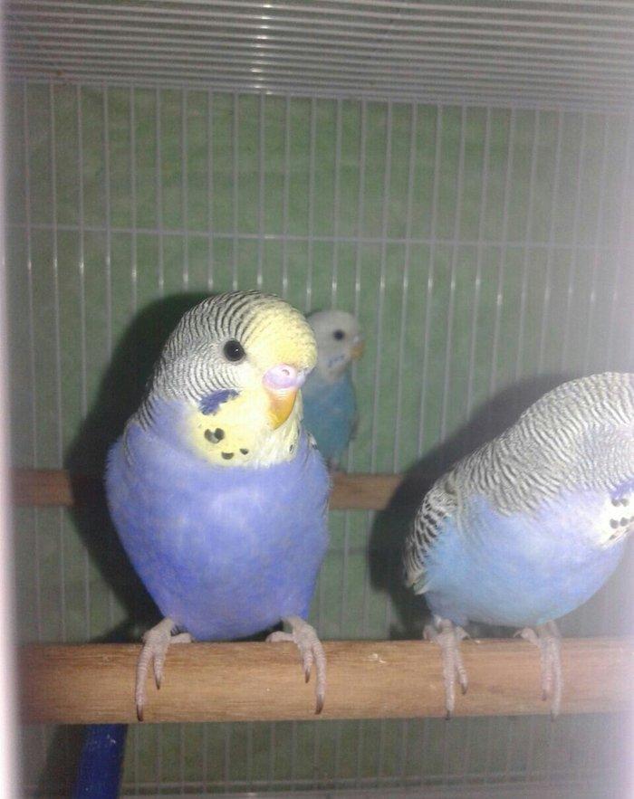 2 aylig cex papuqaylar satilir. 2 erkek qalib.super rengdediler tam sa