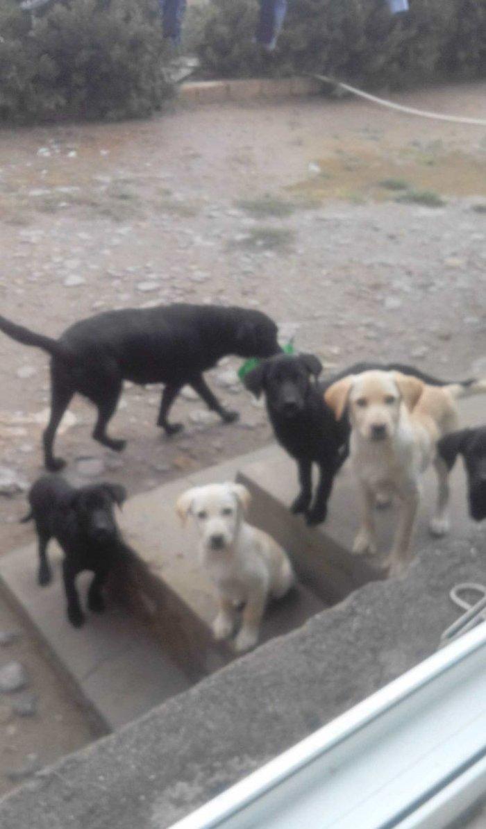 100 manata temiz lablador babari satiram 5 gun vaxtim var gedirem xari