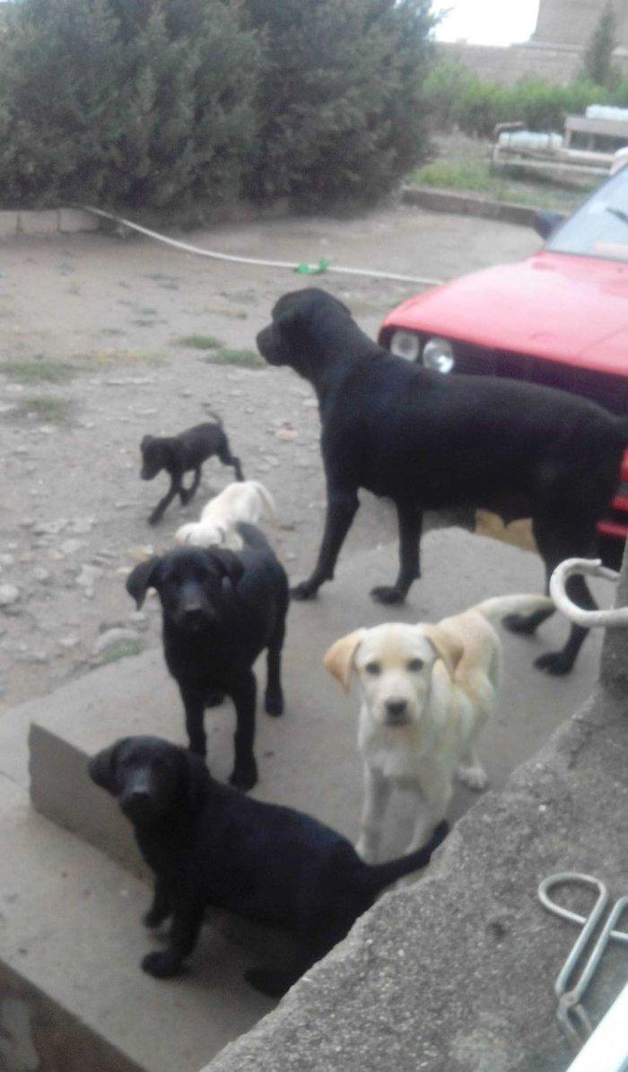 100 manata temiz lablador babari satiram 5 gun vaxtim var gedirem xari