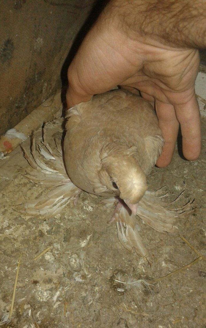 özbək sortudur kəkilli dimdiklidir tək erkəkdir dənə təzə düşüb