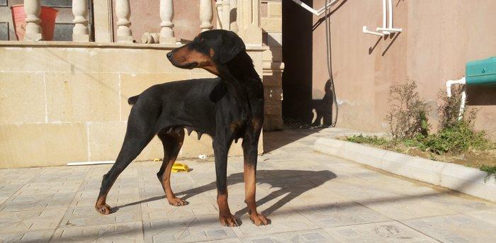 salam tecili satilir xarice gedirem ona gore bala vaxtindan ozumde