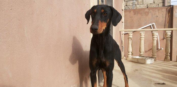 salam tecili satilir xarice gedirem ona gore bala vaxtindan ozumde