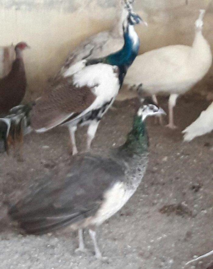 hindistan tovuz guşusu beş illiy aktiv xoruzdu birde arlekin tovuz guş