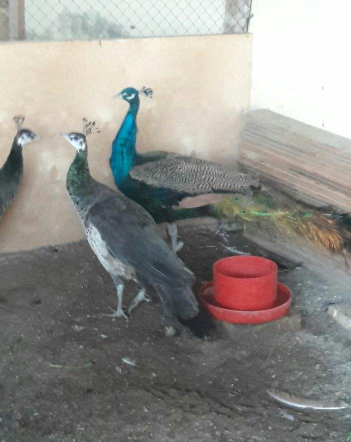 hindistan tovuz guşusu beş illiy aktiv xoruzdu birde arlekin tovuz guş