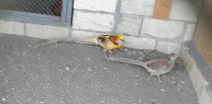 üch illiy gizili ve limonu girgovul jüteri  bala veren saglam jütlerdi