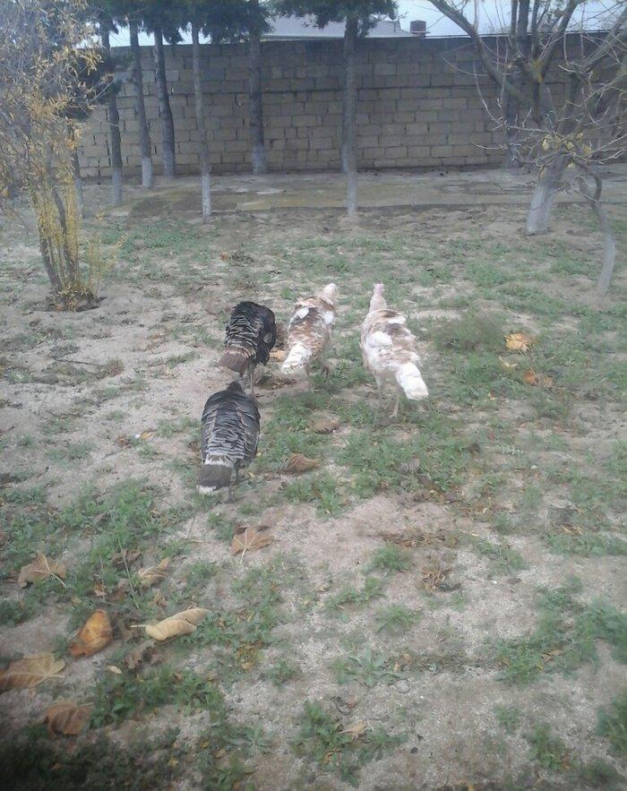 Saqlam və iri heyvanlar di otluqda böyub diri 25,azn,  kəsilib təmizlə