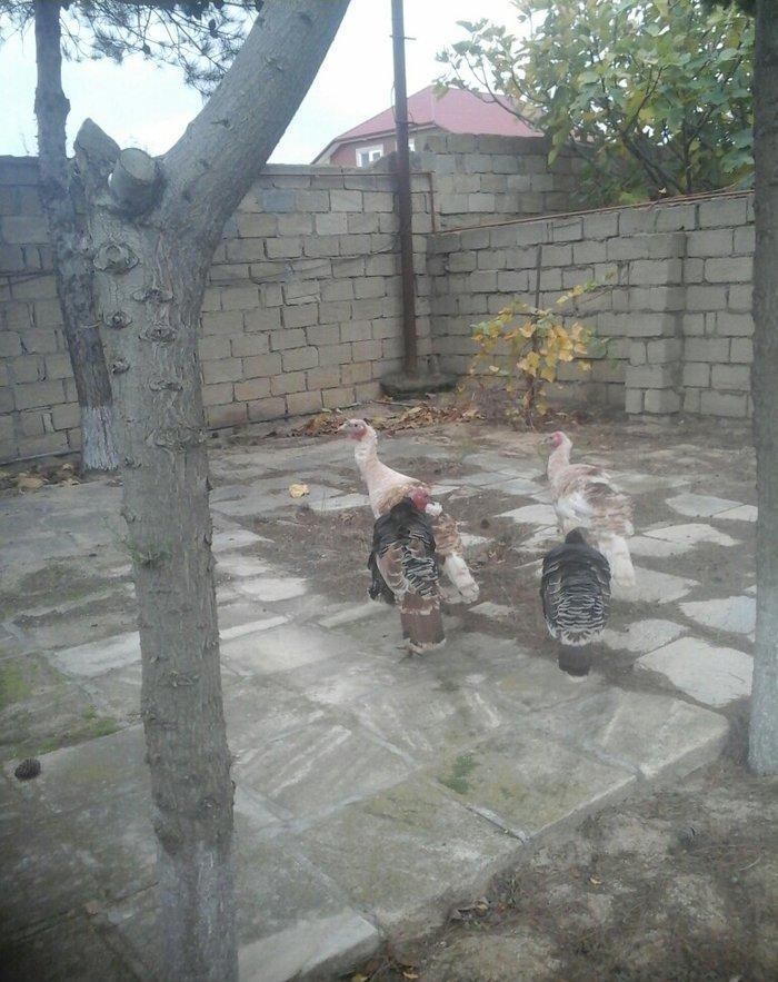 Saqlam və iri heyvanlar di otluqda böyub diri 25,azn,  kəsilib təmizlə