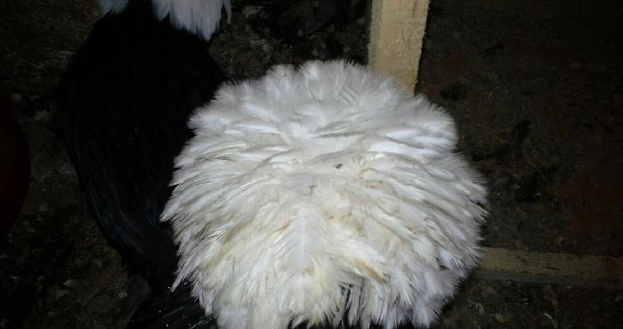 Rahibə. 3-4 günlük cücələri satılır. Boş bekar adamlar narahat etməsün