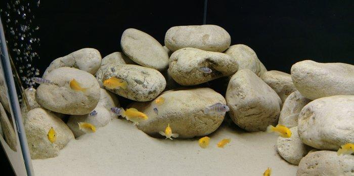 1) 160 litr akvarium. 2)3338 Atman biofilteri.