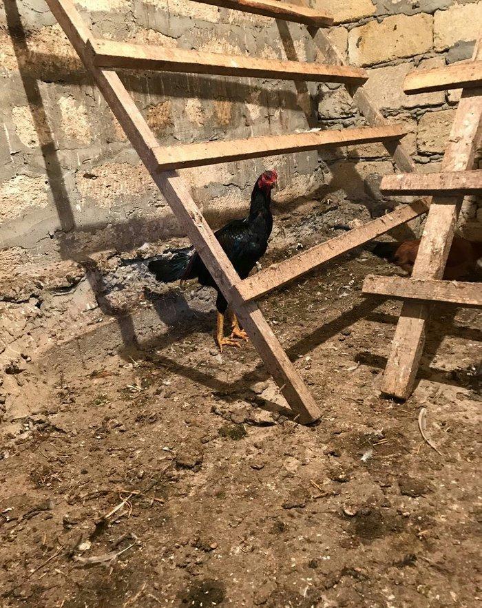 Tecili satilir ! ! ! Heyrati 1 yas 2 ayligdi. Fikri ciddi olan sexse