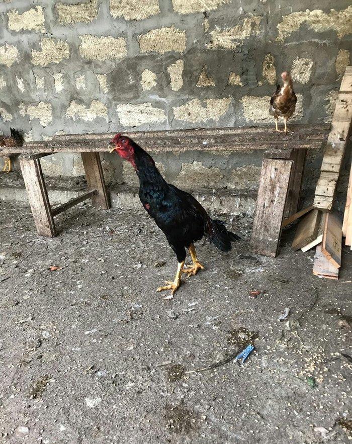 Tecili satilir ! ! ! Heyrati 1 yas 2 ayligdi. Fikri ciddi olan sexse