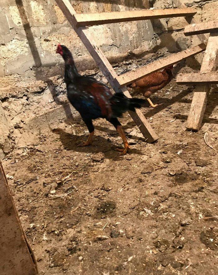 Tecili satilir ! ! ! Heyrati 1 yas 2 ayligdi. Fikri ciddi olan sexse