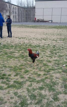 Salam heyratini 45manata satiram. Sumqayit səhəri corat qəsəbəsi dəniz