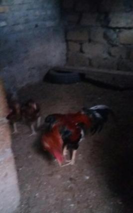 Salam heyratini 45manata satiram. Sumqayit səhəri corat qəsəbəsi dəniz