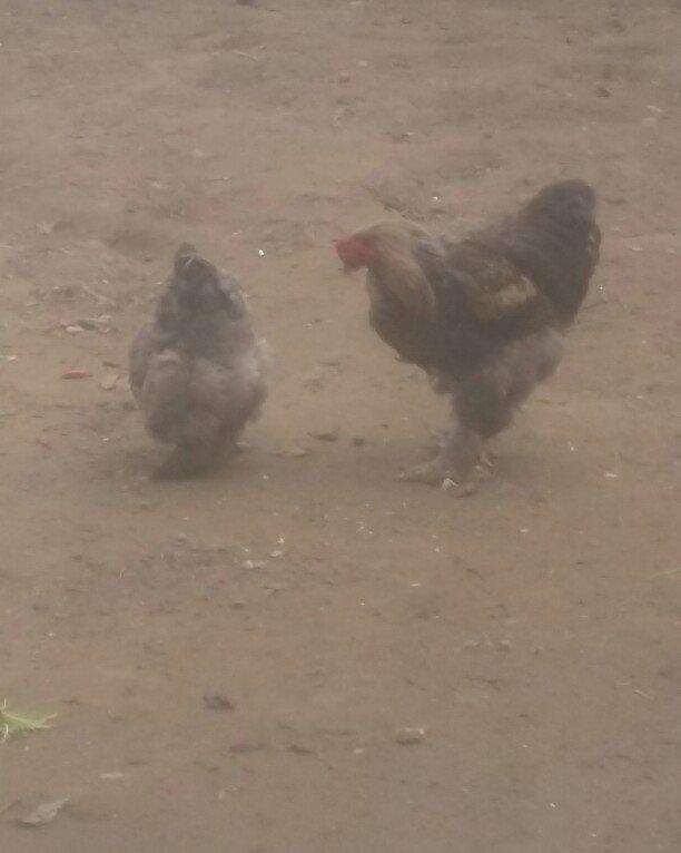 Brama xoruz toyuq ikisi bir yerde 130manata bir yaw 6ayliqdilar xaiw o