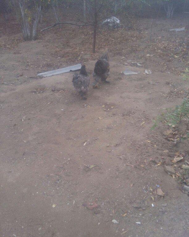 Brama xoruz toyuq ikisi bir yerde 130manata bir yaw 6ayliqdilar xaiw o