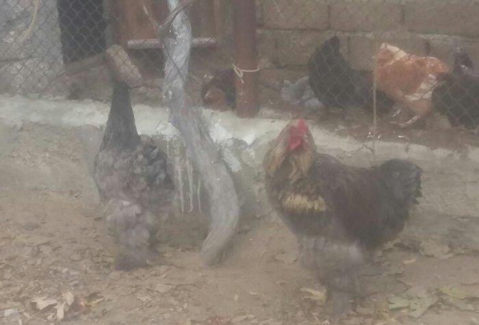 Brama xoruz toyuq ikisi bir yerde 130manata bir yaw 6ayliqdilar xaiw o