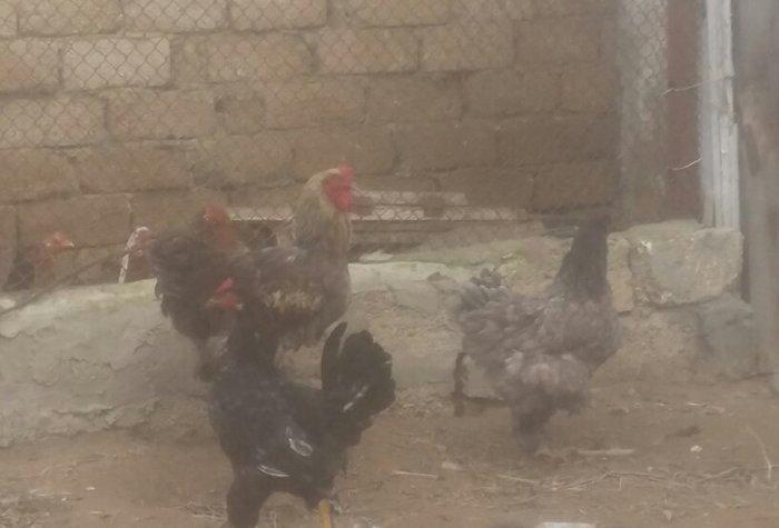 Brama xoruz toyuq ikisi bir yerde 130manata bir yaw 6ayliqdilar xaiw o