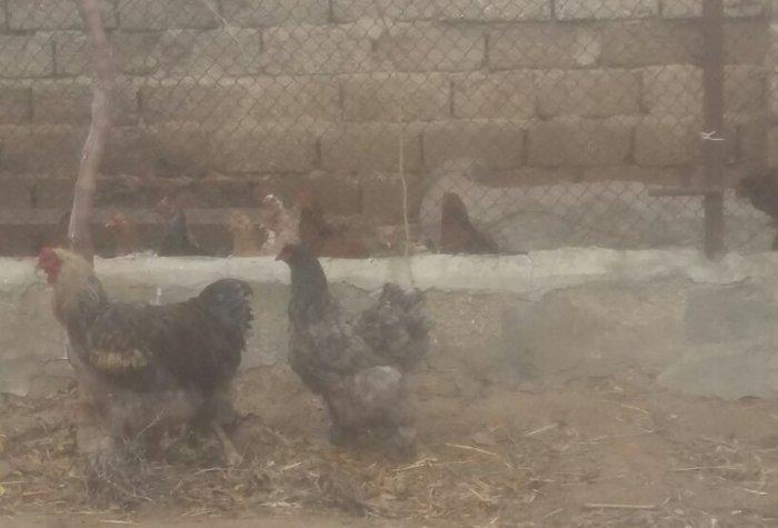 Brama xoruz toyuq ikisi bir yerde 130manata bir yaw 6ayliqdilar xaiw o