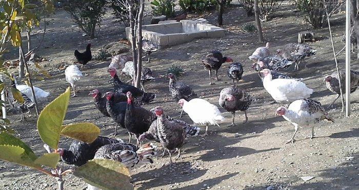 hindusqa satiram hamsini bir yerden isteyen olsa 30 azn .iyne dernanla