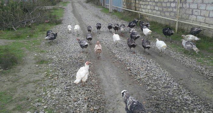 hindusqa satiram hamsini bir yerden isteyen olsa 30 azn .iyne dernanla