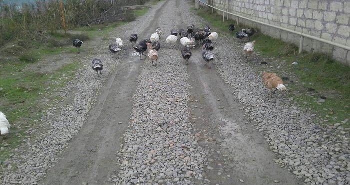 hindusqa satiram hamsini bir yerden isteyen olsa 30 azn .iyne dernanla