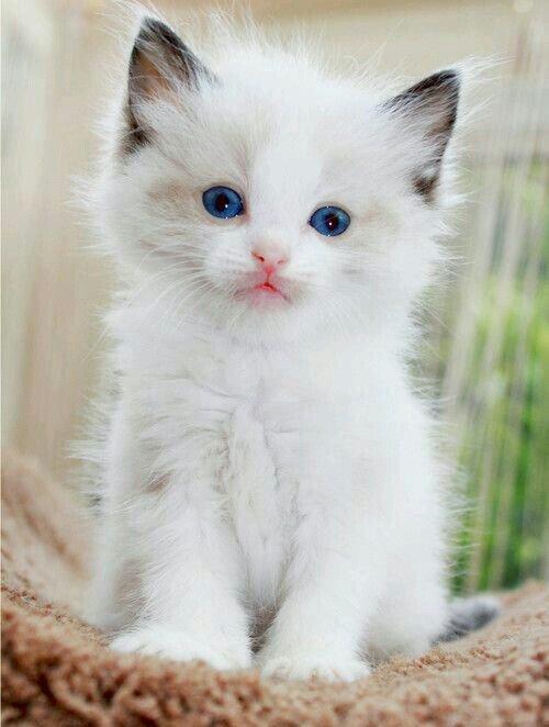 kim belə pulsuz siam pişiyi verirsə zəhmət olmasa bu nömrəyə zəng etsi