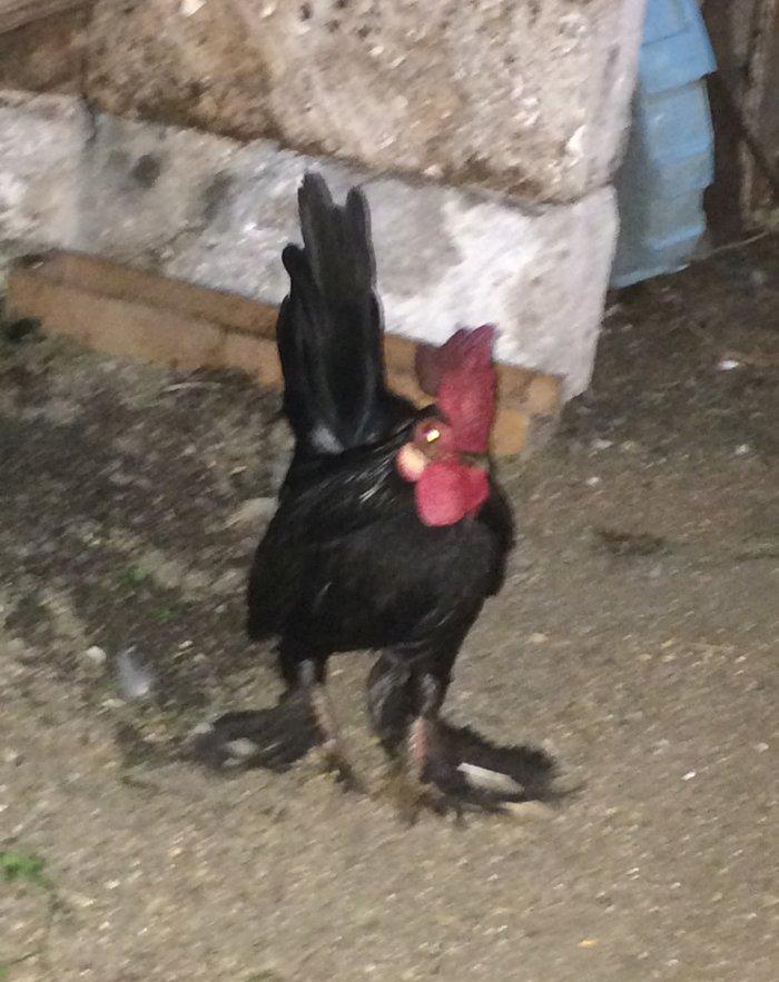 Salam bir cut yaponka satilir. Qara rengde. Iki illikdi. Whatsapla vi