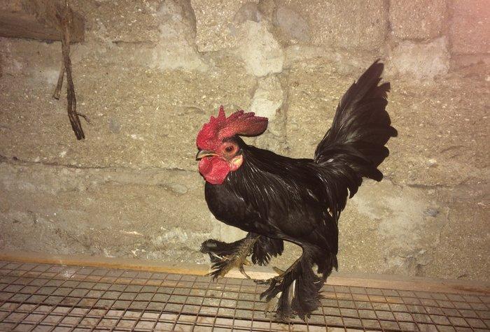 Salam bir cut yaponka satilir. Qara rengde. Iki illikdi. Whatsapla vi