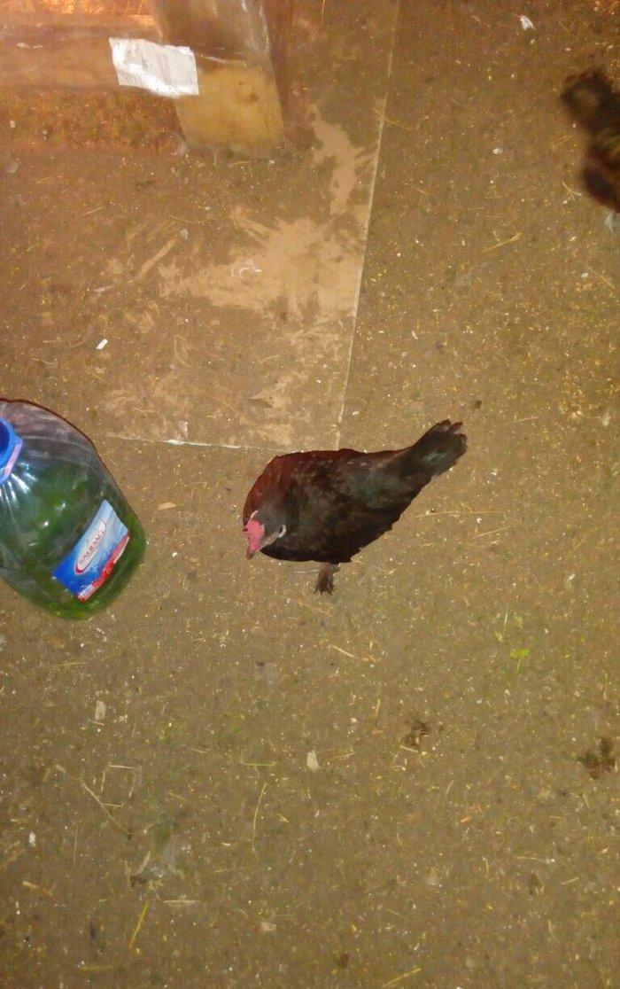 Salam bir cut yaponka satilir. Qara rengde. Iki illikdi. Whatsapla vi