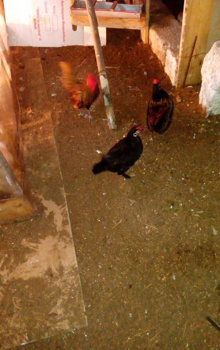 Salam bir cut yaponka satilir. Qara rengde. Iki illikdi. Whatsapla vi