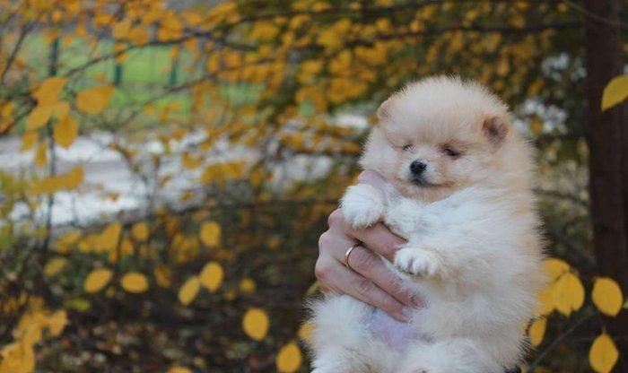 Предлагаются померанцы. На фото реальные щенки. Первые три фотки -три