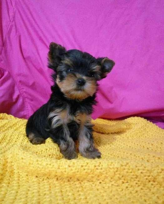 Продаются йорки. Мальчик и девочка. Чистопородные и здоровые.