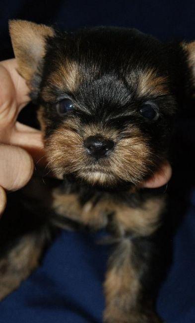 Продаются йорки. Мальчик и девочка. Чистопородные и здоровые.