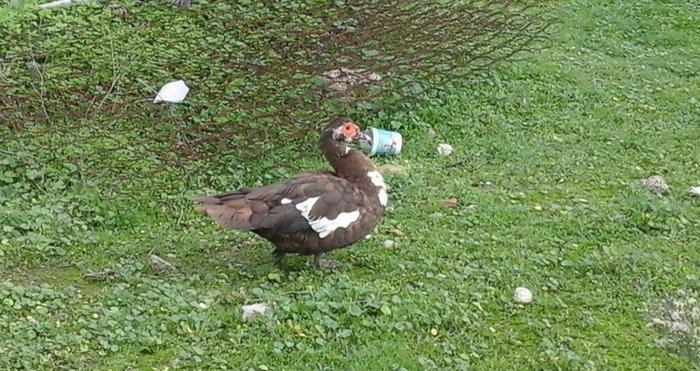 qırmız lal ördek di cins diş di birdenedir 30 manata satılır