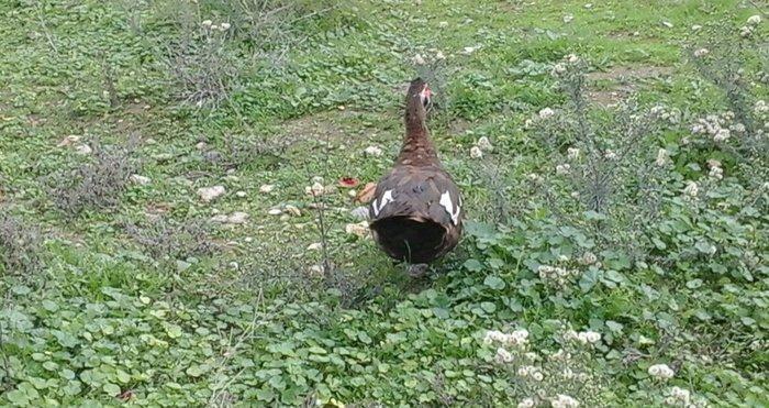 qırmız lal ördek di cins diş di birdenedir 30 manata satılır