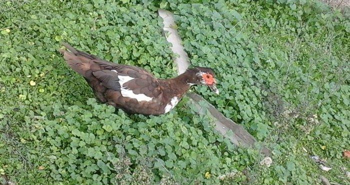 qırmız lal ördek di cins diş di birdenedir 30 manata satılır