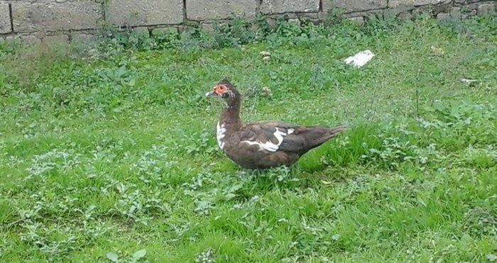 qırmız lal ördek di cins diş di birdenedir 30 manata satılır